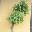 r.2006 - pr�v� p�ivezena