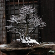 bezen 2008