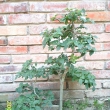 Rok 2006 - zakop�n do voln� p�dy pro zes�len�