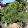 Duben 2009  - ped prosthnm