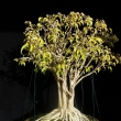 r.2009 (po defoliaci - letnn)