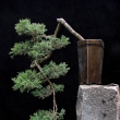 r. 2013 ��jen (strom shozen� ko�kami-praskl� miska)