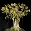 r.2009 (po defoliaci - letnn)