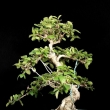 r.2012 - �ervenec