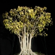r.2009 (po defoliaci - letnn)