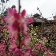 Pohled na �ajovnu p�es japonskou meru�ku 