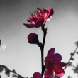 B�ezen 2019 Prunus Mume - japonsk� meru�ka
