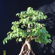 r.2006