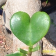 VA�E BONSAI  SI NAJDE ZP�SOB JAK V�M ��CT,  �E SE O NI DOB�E STAR�TE ...