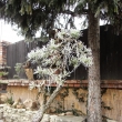 Bab� l�to ukon�il mr�z ...