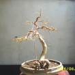 r.2006 - defoliace