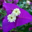 Boganvillea