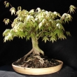 r.2012 - kv�ten