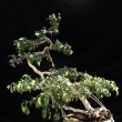 r.2010 - �erven