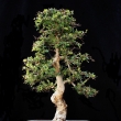 r.2014 - �ervenec