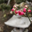 Prunus mume Beni shi-dori