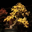 Listopad 2009