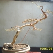 r.2006 - defoliace
