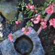 Tsukubai s kdoulovcem