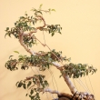 r.2009 - p�ik�jen� druh� rostliny (leden)