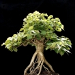 r.2012 - �ervenec