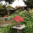 ��jen 2013 (javor bez letn� defoliace)