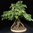 r.2010 - �erven