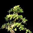 r.2012 - ervenec