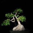 �ervenec 2007