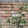 �ervenec 2010