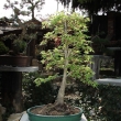 Japonsk� javor