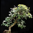 r.2014 - �ervenec