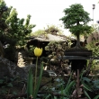 Tulip�n