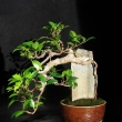 �ervenec 2009