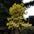 Ginkgo ... a je tu podzim.