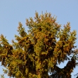 Nov� �i�ky - letos bude asi ��m topit...