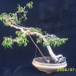 r.2006
