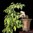 r.2012 - �ervenec (n�jak� ko�ky mi shodily zelenou misku,p�esazena)