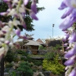 Pohled na �ajovnu p�es kv�ty vist�rie