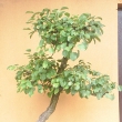 r.2006 - pr�v� p�ivezena