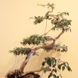 r.2009 - p�ik�jen� druh� rostliny (leden)