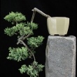 r.2010 - �erven (ko�ky strom shodily-p�i�el jsem o vrcholov� jin)