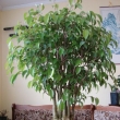 r.2008 - listopad (p�ivezen)
