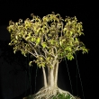 r.2009 (po defoliaci - letnn)