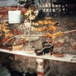 Barevn� ��jen 2003