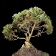 r.2012 - �ervenec