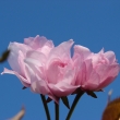 Sakura u �ajovny