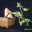 �ervenec 2006