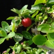 Barbadossk� t�e�e� - prvn� plod/�ervenec 2010