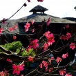 Japonsk� meru�ka s �ajovnou - duben 2017